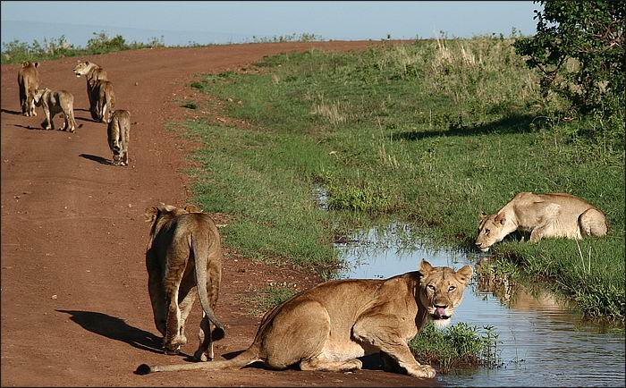 Masai Mara - Simba II.