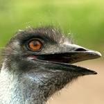 Kukuč EMU