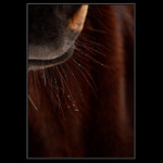 Blízké setkání...