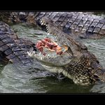 Jak se krmí krokodýli