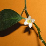 a vyroste pomeranč.....