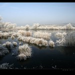 u Dobevského rybníka