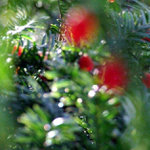 Najdi si svůj strom