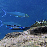 Taakhle velkou rybu jsem viděl..