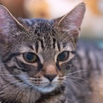 ***malý lvíček***