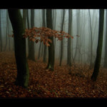 mlha stokrát jinak 005