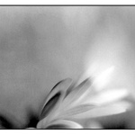 třepoty křídel motýlích