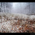Mrazivý dech paní zimy