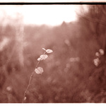 Jemný dotyk jesene:::