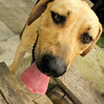 Haf aneb Portrét obyčejného psa