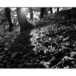 les v podzimnim svetle