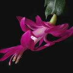 - To je ale kvítko :) -