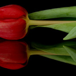 - Červená dvojčátka -