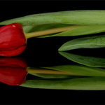 - To jsem ale tuli-PAN -