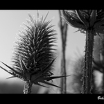 ...bodliak...