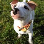 \'\'Dej sem ten piškot !\'\'