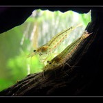 Krevetky - Caridina Japonica (2 cm)