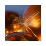 ...snění o vánocích...