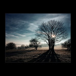 Úplně plešatý stromy