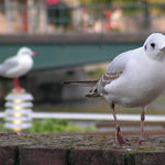 Vzpomínání na Amsterdam - na břehu kanálů