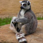 Lemur kata ála kulička