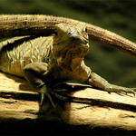 Cyclura nubila - mládě