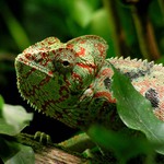 Furcifer oustaleti