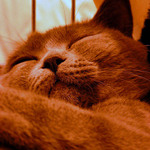 Jak zabít čas na kočičí výstavě? Celou ji prospat!