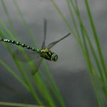Vážka