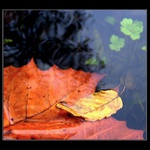 Jesenná nálada IV