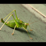 Koník na rozpálenej plechovej streche