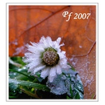 PF 2007