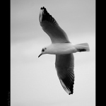 Racek