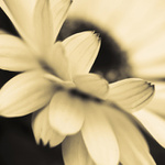 pre Lenku, Barboru, Janku, Andreju, Moniku, pre každú alebo ktorúkoľvek z nich