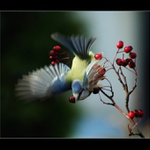 Posel dobrých zpráv