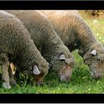 Tři mušketýři nebo mušketýrky?