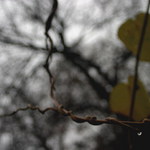 Kapénková nákaza (počátek řetězce)