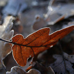 Ňák jsem se cestou zasek!