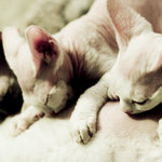 \"Jak sají netopýři\" aneb Večeřéééé