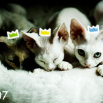 PFko nejen pro cucáky :)