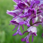 Orchis militaris