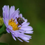 Prosim nehodnotit!!!! Omyl Dakujem