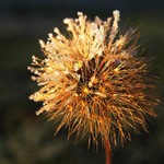 V poledním slunci ...