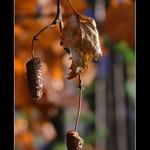 Prosincové probuzení