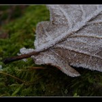 Zásnuby paní Námrazy