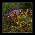 Tisíc malých lampiček