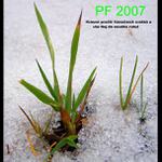 PF 2007