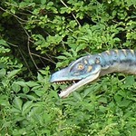 Troodon