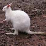 Albín