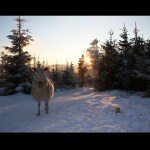 Bééé, Péé-eF 2007